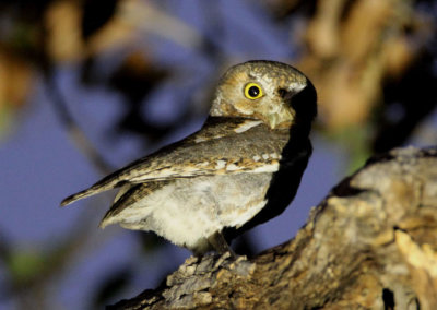 Elf Owl; female