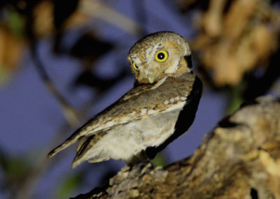 Elf Owl; female