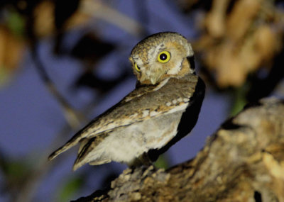 Elf Owl; female