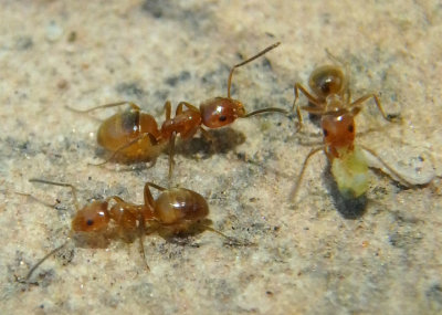 Forelius Odorous Ant species