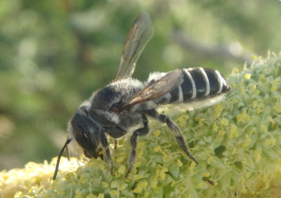 Megachile policaris; Leaf-cutting Bee species; female