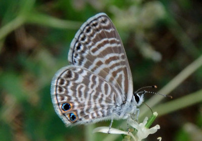 Leptotes marina; Marine Blue