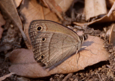 Megisto rubricata; Red Satyr