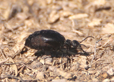 Epicauta parvula; Blister Beetle species 
