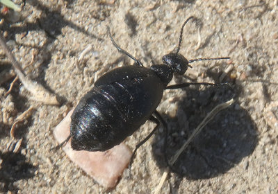 Epicauta parvula; Blister Beetle species 
