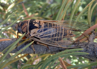 Okanagana tanneri; Cicada species