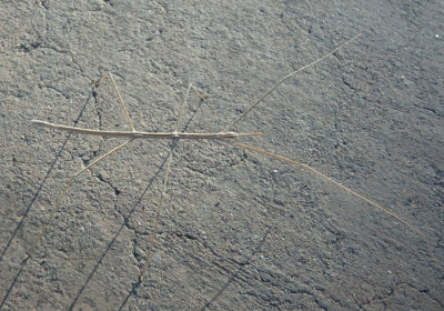 Parabacillus hesperus; Western Shorthorned Walkingstick; male 