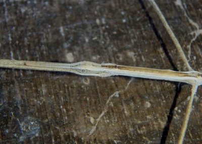 Parabacillus hesperus; Western Shorthorned Walkingstick; male