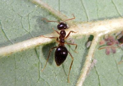 Prenolepis imparis; False Honey Ant 