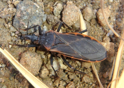 Triatoma rubida; Kissing Bug species