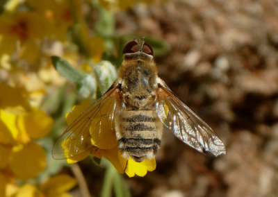 Villa agrippina/molitor complex; Bee Fly species