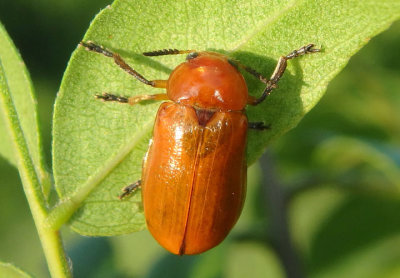 Anomoea flavokansiensis; Case-bearing Leaf Beetle species