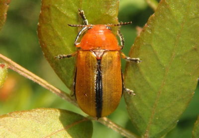 Anomoea laticlavia; Clay-colored Leaf Beetle