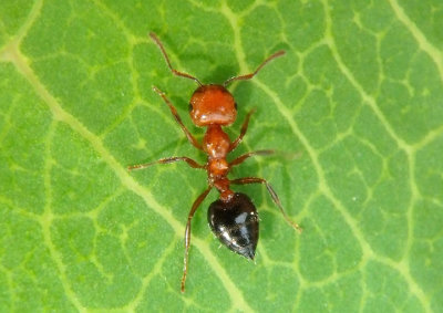 Crematogaster laeviuscula; Acrobat Ant species