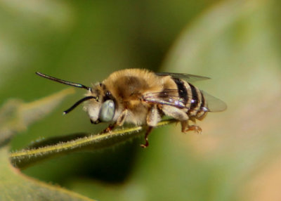 Anthophora urbana; Urbane Digger Bee 