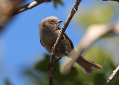 Bushtit