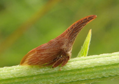 Campylenchia latipes; Widefooted Treehopper