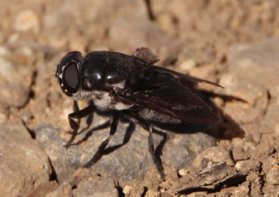 Cuterebra Bot Fly species 