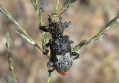 Enoclerus moestus; Checkered Beetle species