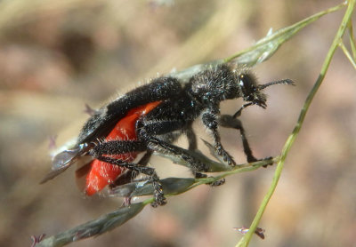 Enoclerus moestus; Checkered Beetle species