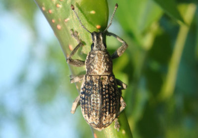 Epicaerus imbricatus; Imbricated Snout Beetle 