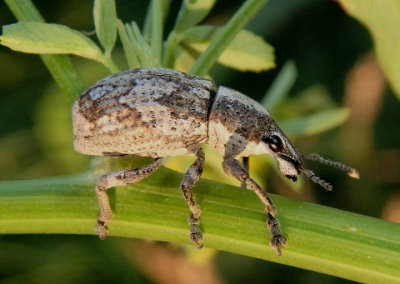 Epicaerus imbricatus; Imbricated Snout Beetle