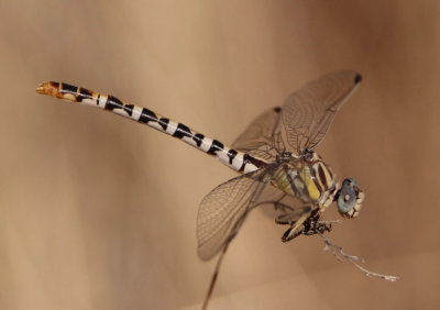 Erpetogomphus compositus; White-belted Ringtail; female