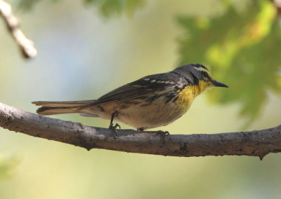 Grace's Warbler; male 