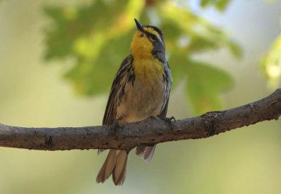Grace's Warbler; male