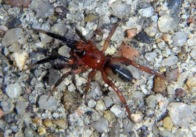 Drassyllus Ground Spider species