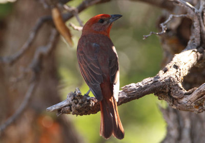 Hepatic Tanager; male 