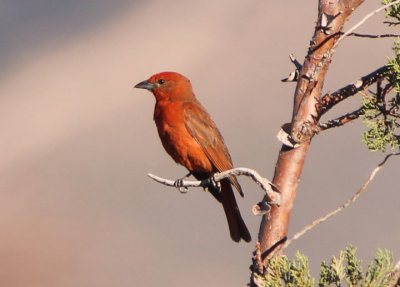 Hepatic Tanager; male 