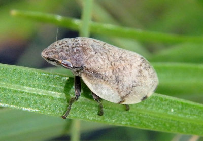 Lepyronia gibbosa; Hill-Prairie Spittlebug