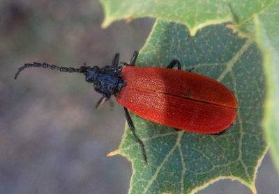 Lygistopterus rubripennis; Net-winged Beetle species