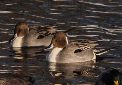 Northern Pintails; males