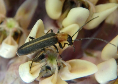 Oxycopis mimetica; False Blister Beetle species