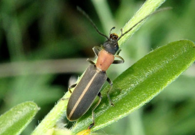 Oxycopis mimetica; False Blister Beetle species