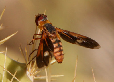 Poecilanthrax effrenus; Bee Fly species