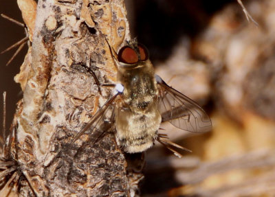 Villa Bee Fly species