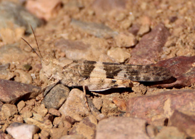 Trimerotropis Band-winged Grasshopper species