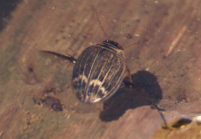 Acilius abbreviatus; Predaceous Diving Beelte species