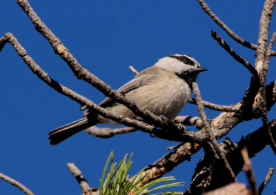 Mountain Chickadee