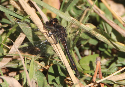 Sympetrum danae; Black Meadowhawk; male 