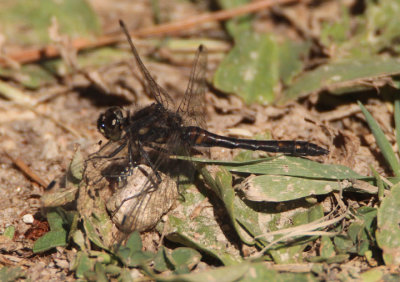 Sympetrum danae; Black Meadowhawk; male