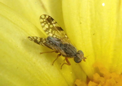 Tephritis Fruit Fly species