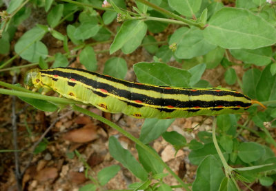 7894 - Hyles lineata; White-lined Sphinx caterpillar
