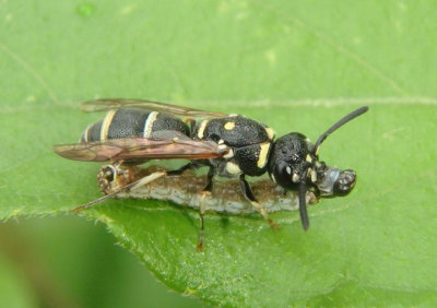 Parancistrocerus texensis; Mason Wasp species