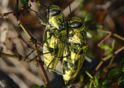 Gyascutus caelatus; Metallic Wood-boring Beetle species pair