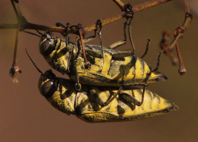 Gyascutus caelatus; Metallic Wood-boring Beetle species pair