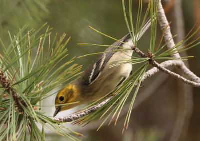 Hermit Warbler 